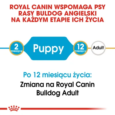 Royal Canin wspomaga psy rasy buldog angielski na każdym etapie życia. Po 12 miesiącu życia: zmiana na Royal Canin Bulldog Adult. Puppy od 2 do 12 miesięcy.