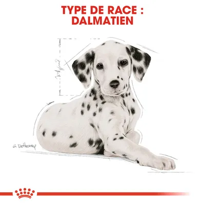 Illustration d’un chien Dalmatien avec texte visible : TYPE DE RACE : DALMATIEN. Schéma de proportions corporelles en arrière-plan.
