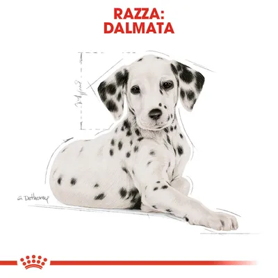 Testo in alto: RAZZA: DALMATA. Immagine di un cucciolo di dalmata seduto, con macchie nere sul mantello bianco e orecchie nere.