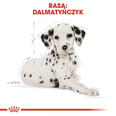 Ilustracja psa z widocznym napisem: Rasa: Dalmatyńczyk. Pies w pozycji leżącej, czarno-białe umaszczenie w kropki.