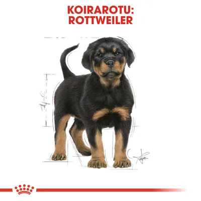 Koirarotu: Rottweiler. Kuvassa piirretty rottweilerin pentu, musta ja ruskea turkki.