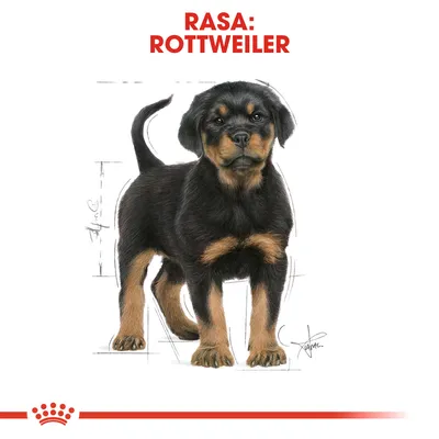 Text vizibil: Rasa: Rottweiler. Ilustrație cu un cățel de rasă Rottweiler, fundal alb, elemente grafice de schiță și o bandă roșie cu coroană stilizată jos.