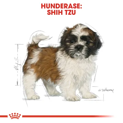 Royal Canin Shih Tzu Puppy