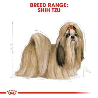 Rotualue: Shih Tzu. Kuvassa pitkäkarvainen shih tzu -koira, taustalla mittaviivoja rodun koon havainnollistamiseksi.