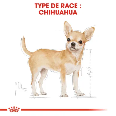 Illustration d’un chien avec texte en haut : TYPE DE RACE : CHIHUAHUA. Schéma de proportions corporelles visibles à droite du chien.