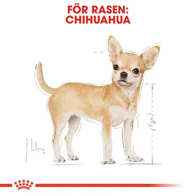 Illustration av en chihuahua med texten 'FÖR RASEN: CHIHUAHUA' ovanför. Skissade måttlinjer syns vid hundens kropp.