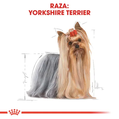 Texto en la parte superior: RAZA: YORKSHIRE TERRIER. Imagen de un perro Yorkshire Terrier con lazo rojo en la cabeza.