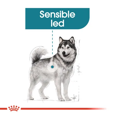 Illustration af hund med tekst: Sensible led. Markering på hofteleddet.