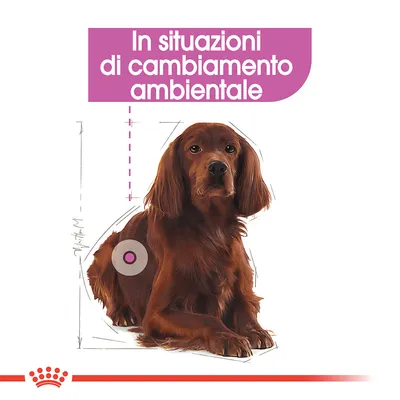 Testo: In situazioni di cambiamento ambientale. Cane marrone seduto con grafica illustrativa e simbolo circolare sul fianco.