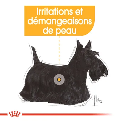 Irritations et démangeaisons de peau – texte visible au-dessus d’un dessin de chien noir avec un point orange sur le flanc. Texte en français belge.