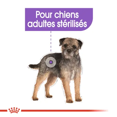 Pour chiens adultes stérilisés, texte visible au-dessus d’un chien de petite taille à poil dur. Cercle violet sur le flanc du chien.