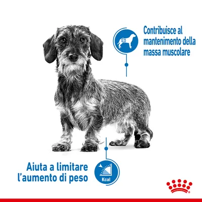 Cane con testo: 'Contribuisce al mantenimento della massa muscolare' e 'Aiuta a limitare l’aumento di peso'. Simbolo Royal Canin in basso a destra.