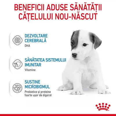 Beneficii pentru sănătatea cățelului nou-născut: dezvoltare cerebrală (DHA), sănătatea sistemului imunitar (vitamine), susține microbiomul (prebiotice și proteine ușor de digerat). Beneficii pentru sănătatea cățelului nou-născut: dezvoltare cerebrală (DHA), sănătatea sistemului imunitar (vitamine), susține microbiomul (prebiotice și proteine ușor de digerat).