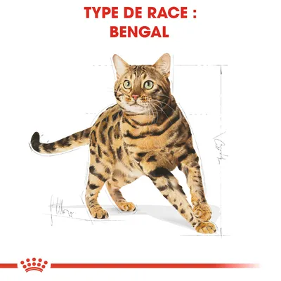 Texte : TYPE DE RACE : BENGAL, illustration d’un chat Bengal avec motifs tigrés et fond blanc, logo Royal Canin en bas.