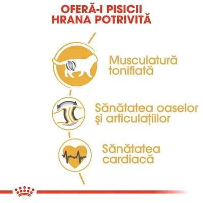 OFERĂ-I PISICII HRANA POTRIVITĂ. Musculatură tonifiată, Sănătatea oaselor și articulațiilor, Sănătatea cardiacă – text evidențiat cu pictograme pentru fiecare beneficiu.