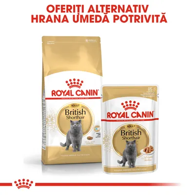 ROYAL CANIN British Shorthair Adult, hrană uscată și umedă pentru pisici. Text vizibil: OFERIȚI ALTERNATIV HRANA UMEDĂ POTRIVITĂ. Ambalaje cu imaginea unei pisici gri.