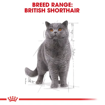 Text: BREED RANGE: BRITISH SHORTHAIR. Bild på en grå katt av rasen British Shorthair med ritade linjer runt kroppen.