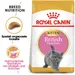 Royal Canin British Shorthair Kitten