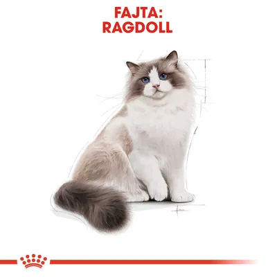 FAJTA: RAGDOLL felirat, alatta ragdoll macska illusztrációja fehér háttéren, piros díszítőelemmel alul.