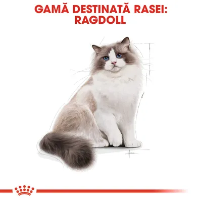 GAMĂ DESTINATĂ RASEI: RAGDOLL, imagine cu o pisică Ragdoll pe fundal alb. Textul evidențiază gama de produse pentru această rasă.