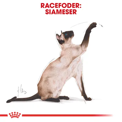 Royal Canin Siamese Adult