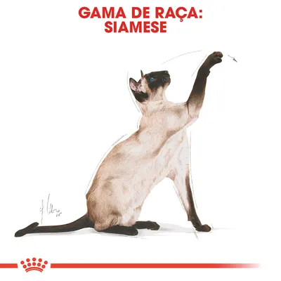 Texto: Gama de raça: Siamese. Ilustração de um gato siamês a brincar, com logótipo Royal Canin visível na parte inferior.
