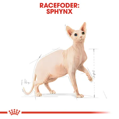 Racefoder: Sphynx. Illustration af en hårløs Sphynx kat med målelinjer omkring kroppen, rød tekst øverst og rød krone med streg nederst.