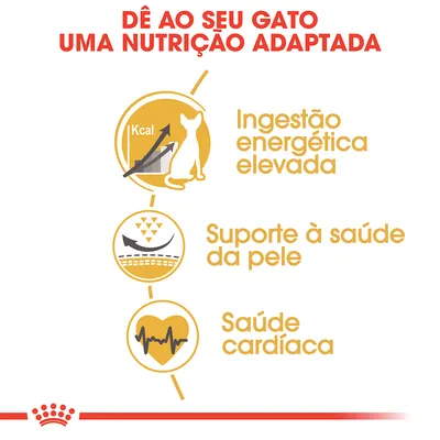 Dê ao seu gato uma nutrição adaptada: ingestão energética elevada, suporte à saúde da pele, saúde cardíaca.