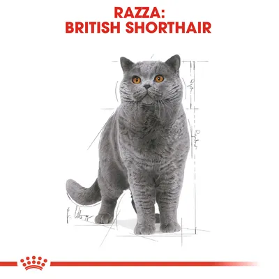 Testo: Razza: British Shorthair. Immagine di un gatto grigio British Shorthair su sfondo bianco con schizzi tecnici e simbolo grafico rosso in basso.