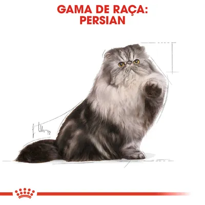 GAMA DE RAÇA: PERSIAN. Ilustração de um gato persa com pelo comprido e olhos amarelos, acompanhado de linhas de esboço técnicas.
