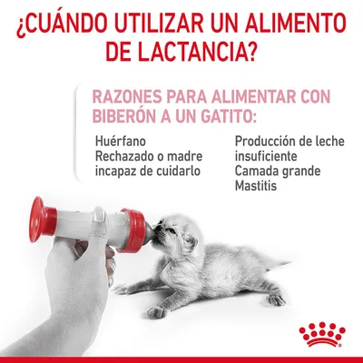 ¿Cuándo utilizar un alimento de lactancia? Razones para alimentar con biberón a un gatito: huérfano, rechazado o madre incapaz de cuidarlo, producción de leche insuficiente, camada grande, mastitis.