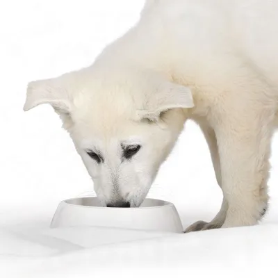 Witte hond eet uit een witte voerbak, alleen de kop en voorpoten zichtbaar. Geen merknaam of productinformatie op de voerbak te zien.