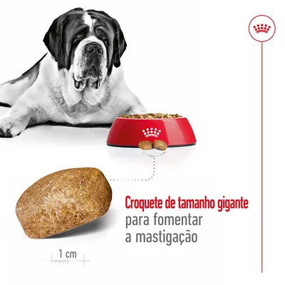 Cão grande ao lado de taça vermelha com croquetes Royal Canin. Texto: Croquete de tamanho gigante para fomentar a mastigação. Croquete medido com 1 cm de escala visível.