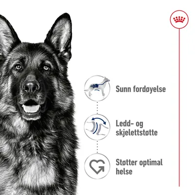 Royal Canin Maxi Adult