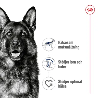 Tre ikoner med text: Hälsosam matsmältning, Stödjer ben och leder, Stödjer optimal hälsa. Royal Canin-krona synlig uppe till höger.