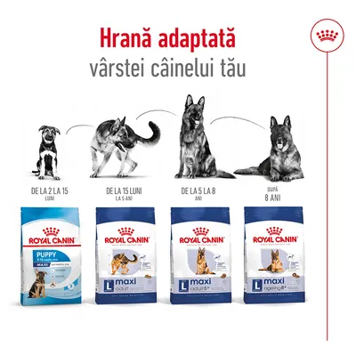 Royal Canin: hrană pentru câini Maxi, variante Puppy 2–15 luni, Adult până la 5 ani, Adult 5+ până la 8 ani, Ageing 8+. Imagine cu etape de vârstă și pachete corespunzătoare.