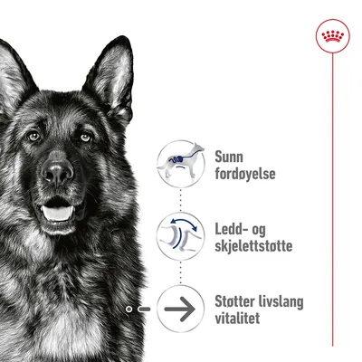 Royal Canin Maxi Ageing Mousse