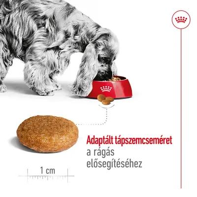Kutya tálból eszik, mellette táp szemcse 1 cm méretjelzéssel. Szöveg: Adaptált tápszemcseméret a rágás elősegítéséhez.