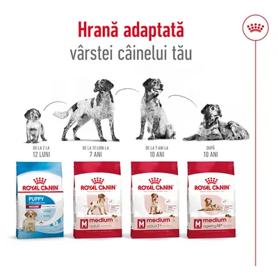 Royal Canin Puppy 2–12 luni, Medium Adult până la 7 ani, Medium Adult 7+ până la 10 ani, Medium Ageing 10+. Hrană adaptată vârstei câinelui tău. Text și imagini cu câini de diferite vârste.