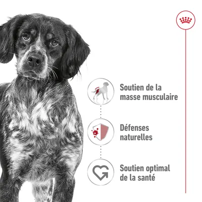 Soutien de la masse musculaire, défenses naturelles, soutien optimal de la santé – trois bénéfices listés à côté d’un chien, logo Royal Canin visible en haut à droite.