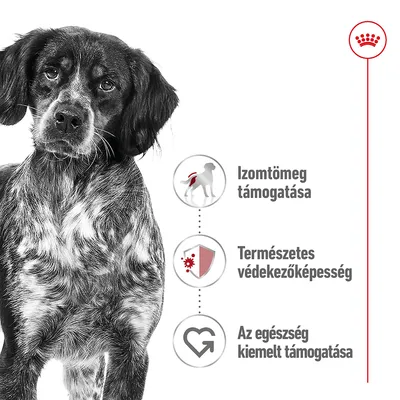 Izomtömeg támogatása, Természetes védekezőképesség, Az egészség kiemelt támogatása szöveg és ikonok kutya képe mellett, Royal Canin logóval.