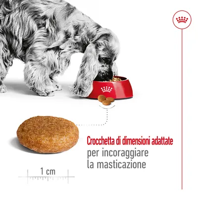Cane che mangia da una ciotola rossa, crocchetta di circa 1 cm mostrata in dettaglio. Testo: Crocchetta di dimensioni adattate per incoraggiare la masticazione.