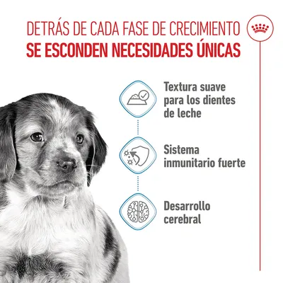 Royal Canin Medium Puppy en salsa Royal Canin Medium Puppy en salsa