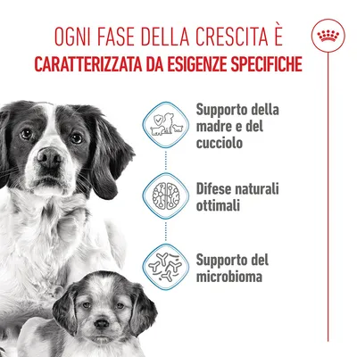 Royal Canin Medium Starter Mother & Babydog Crocchette per cane Royal Canin Medium Starter Mother & Babydog Crocchette per cane