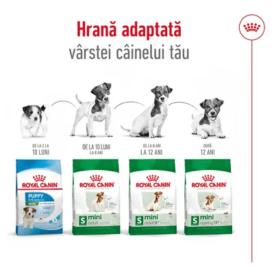 Royal Canin: hrană adaptată vârstei câinelui, cu pachete Puppy 2–10 luni Mini, Mini Adult, Mini Adult 8+, Mini Ageing 12+ și imagini cu câini de diferite vârste. Text vizibil inclus.