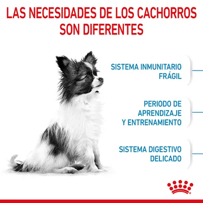 Las necesidades de los cachorros son diferentes: sistema inmunitario frágil, periodo de aprendizaje y entrenamiento, sistema digestivo delicado.