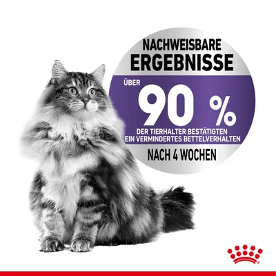 Teksti saksaksi: Nachweisbare Ergebnisse. Über 90 % der Tierhalter bestätigten ein vermindertes Bettelverhalten nach 4 Wochen. Maine coon -kissa ja Royal Canin -logo.