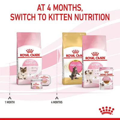 Feeding guide showing to switch from Royal Canin Mother & Babycat food at 1 month to Royal Canin Kitten or Maine Coon Kitten food at 4 months. Text: At 4 months, switch to kitten nutrition.