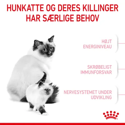 Hunkatte og deres killinger har særlige behov: højt energiniveau, skrøbeligt immunforsvar, nervesystemet under udvikling. Billede af voksen kat og killing.