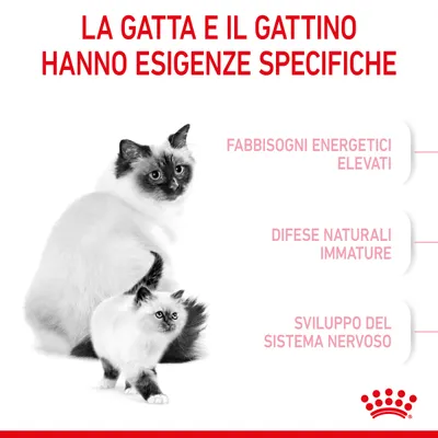 La gatta e il gattino hanno esigenze specifiche: fabbisogni energetici elevati, difese naturali immature, sviluppo del sistema nervoso. Marchio Royal Canin visibile.